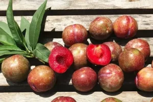 1Thành phần dinh dưỡng của mận Bắc (mận hậu)