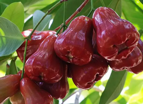 Bà bầu ăn mận Sài Gòn cần lưu ý những gì?