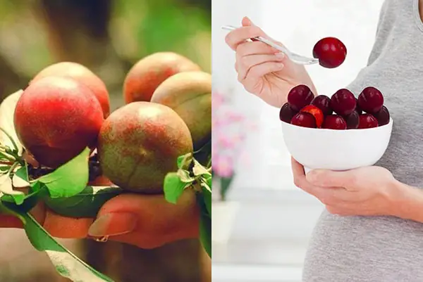Bà bầu ăn mận Hà Nội có tốt không?