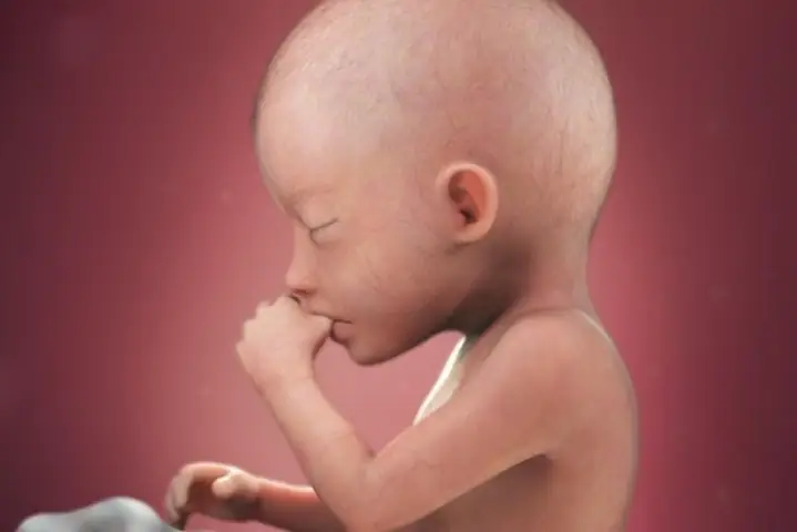 Sự Phát Triển Của Thai Nhi