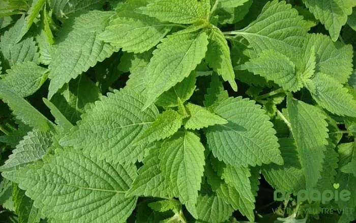 Tắm Cho Bé Bị Chàm Bằng Lá Kinh Giới Tắm Cho Bé Bị Chàm Bằng Lá Kinh Giới