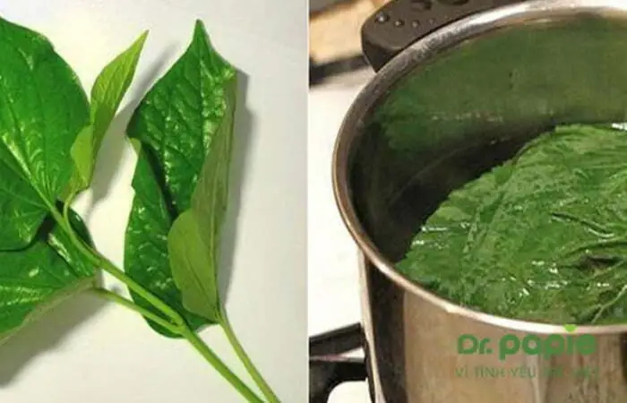 Tắm Cho Trẻ Bị Chàm Sữa Bằng Lá Trầu Không Tắm Cho Trẻ Bị Chàm Sữa Bằng Lá Trầu Không