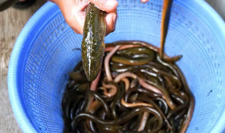 1Trẻ ho có ăn được lươn không?