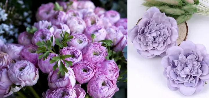 Ý Nghĩa Hoa Mẫu Đơn Tím