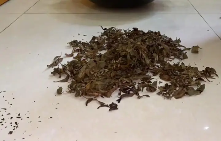 Rang và hạ thổ lá đinh lăng Rang và hạ thổ lá đinh lăng