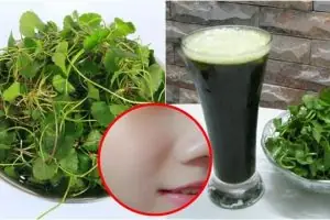 cách làm gối đinh lăng cho bé ngủ cách làm gối đinh lăng cho bé ngủ