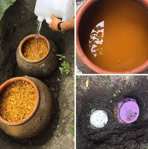 1.2. Cách ngâm rượu gừng nghệ cho bà đẻ chi tiết