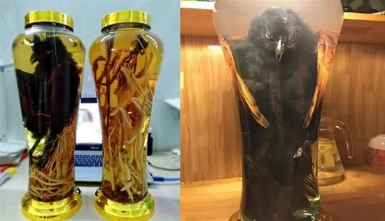 Cách ngâm rượu gừng xoa bóp, trị đau nhức hiệu quả