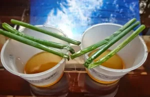 1. Cách phân biệt mật ong giả bằng 1 cọng hành