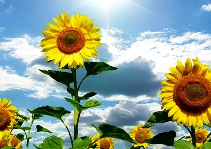 Ý nghĩa hoa hướng dương trong ngày 20/11 Ý nghĩa hoa hướng dương trong ngày 20/11