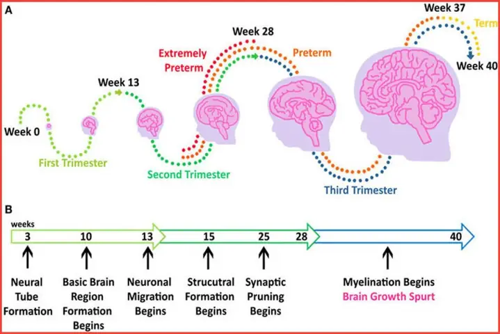 3thai Nhi 29 Tuần Phát Triển Như Thế Nào?
