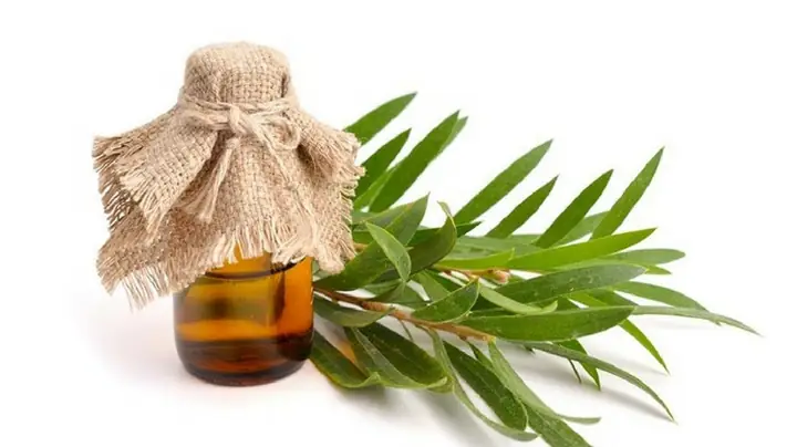 3. Dầu tràm nguyên chất dùng để làm gì?