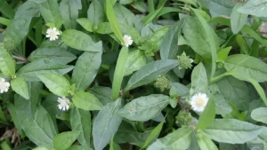 Tác dụng hạ sốt của cỏ nhọ nồi