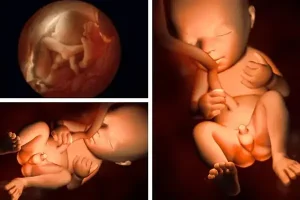 Vá» cÆ¡ báº£n hÃ¬nh áº£nh bá» pháº­n sinh dá»¥c á» thá»i Äiá»m nÃ y ÄÆ°á»£c xÃ¡c Äá»nh nhÆ° sau: