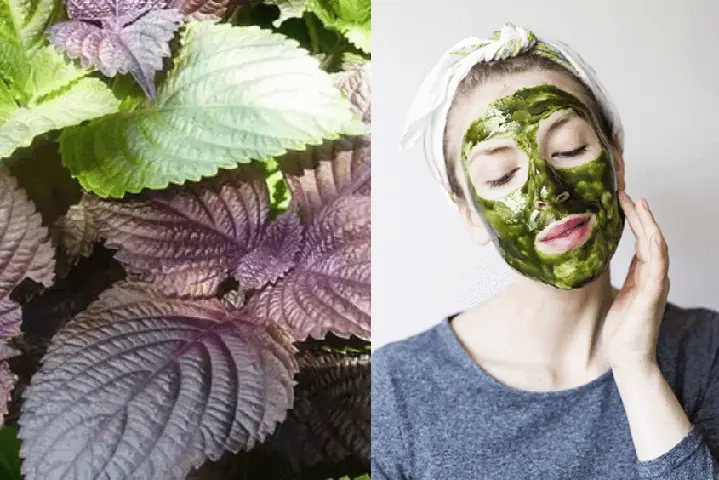 1Mặt nạ lá tía tô nguyên chất 1Mặt nạ lá tía tô nguyên chất