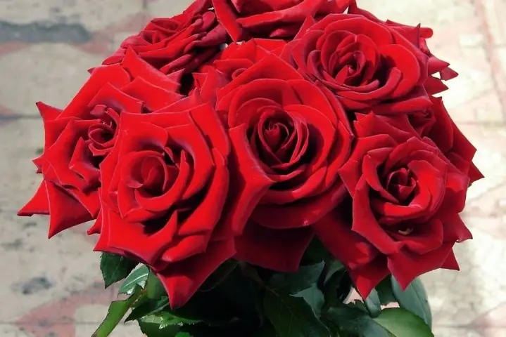 2.8 Những đóa hoa tươi thắm