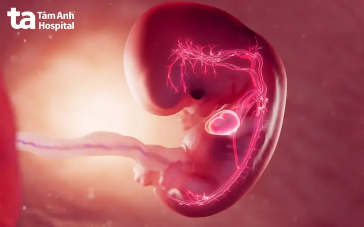 Nhịp Tim Của Thai Nhi Được Hình Thành Và Phát Triển Như Thế Nào? Nhịp Tim Của Thai Nhi Được Hình Thành Và Phát Triển Như Thế Nào?