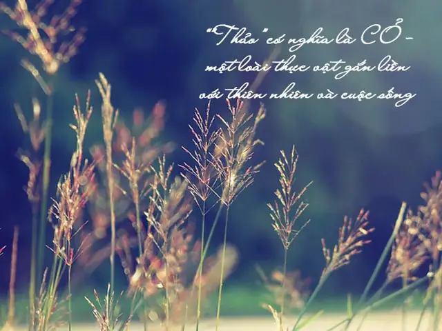 Tên Thảo Có Ý Nghĩa Gì?