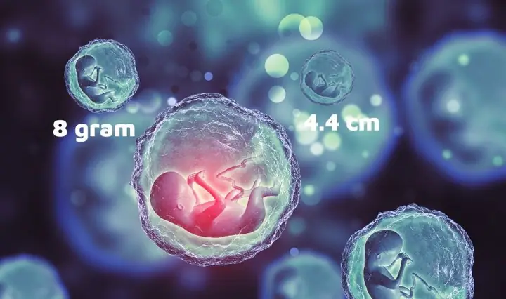 1thai Nhi 11 Tuần Tuổi Phát Triển Ra Sao Trong Bụng Mẹ?