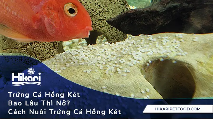 Trứng Chấy Bao Lâu Thì Nở? Thời Gian & Cách Nhận Biết Hiệu Quả Trứng Chấy Bao Lâu Thì Nở? Thời Gian & Cách Nhận Biết Hiệu Quả