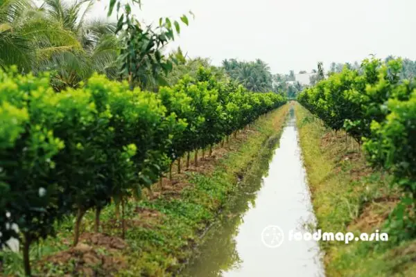 Cam Sành Vắt Nước Chất Lượng Tại Foodmap Cam Sành Vắt Nước Chất Lượng Tại Foodmap