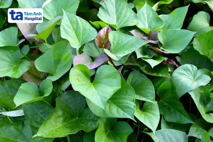 Bà Bầu Ăn Rau Lang Được Không?