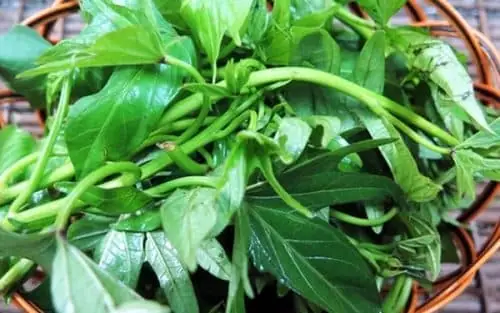 Giá Đỗ Giá Đỗ