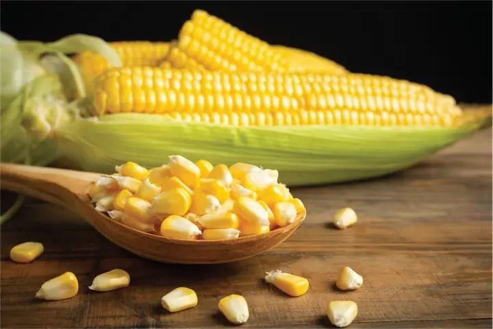 Bầu Ăn Ngô (bắp) Được Không? Các Chế Phẩm Từ Ngô Nên Ăn Và ... Bầu Ăn Ngô (bắp) Được Không? Các Chế Phẩm Từ Ngô Nên Ăn Và ...