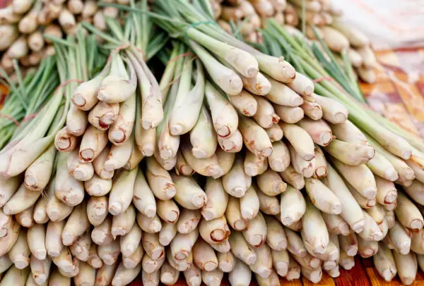 Các Lợi Ích Khi Mẹ Bầu 3 Tháng Đầu Ăn Sả Đúng Cách Các Lợi Ích Khi Mẹ Bầu 3 Tháng Đầu Ăn Sả Đúng Cách