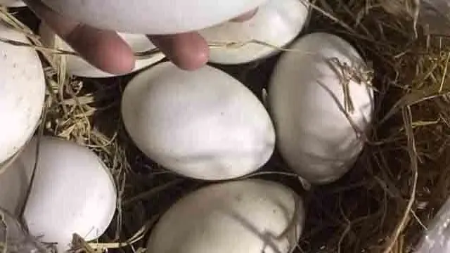 Có Bầu Ăn Trứng Ngỗng Có Thực Sự Tốt Cho Thai Nhi Không? Có Bầu Ăn Trứng Ngỗng Có Thực Sự Tốt Cho Thai Nhi Không?