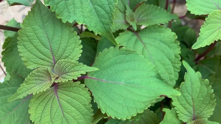 Bà Bầu Có Ăn Được Lá Tía Tô Không? - Long Châu Bà Bầu Có Ăn Được Lá Tía Tô Không? - Long Châu