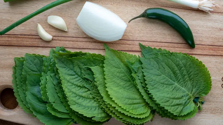 Bầu Ăn Được Tía Tô Không? Tác Dụng Và Lưu Ý Mẹ Bầu Cần Biết Bầu Ăn Được Tía Tô Không? Tác Dụng Và Lưu Ý Mẹ Bầu Cần Biết