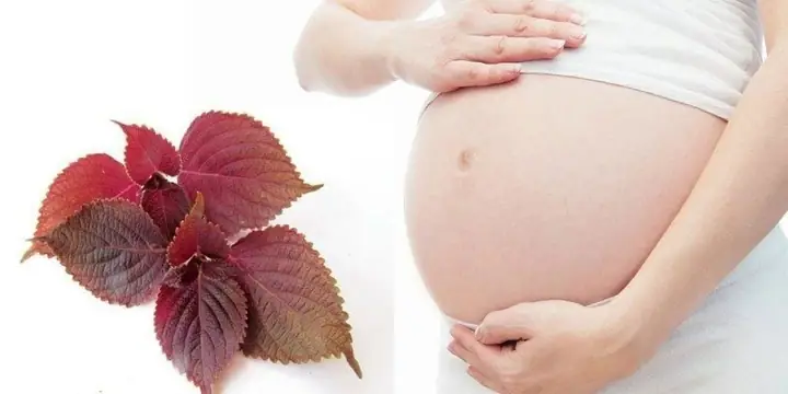 Lá Tía Tô Bà Bầu Có Ăn Được Không? | Vinmec Lá Tía Tô Bà Bầu Có Ăn Được Không? | Vinmec