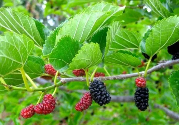 Các Thực Phẩm Gây Mất Sữa Các Thực Phẩm Gây Mất Sữa