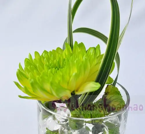 Cách Cắm Hoa Đẹp Với Ly Hoa Cúc Xanh
