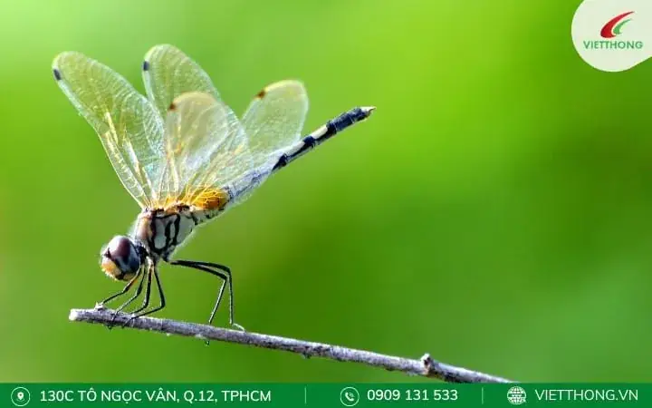 Diệt Muỗi Bằng Thiên Địch Trong Vườn Diệt Muỗi Bằng Thiên Địch Trong Vườn