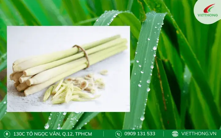 Cây Trồng Đuổi Muỗi Cây Trồng Đuổi Muỗi