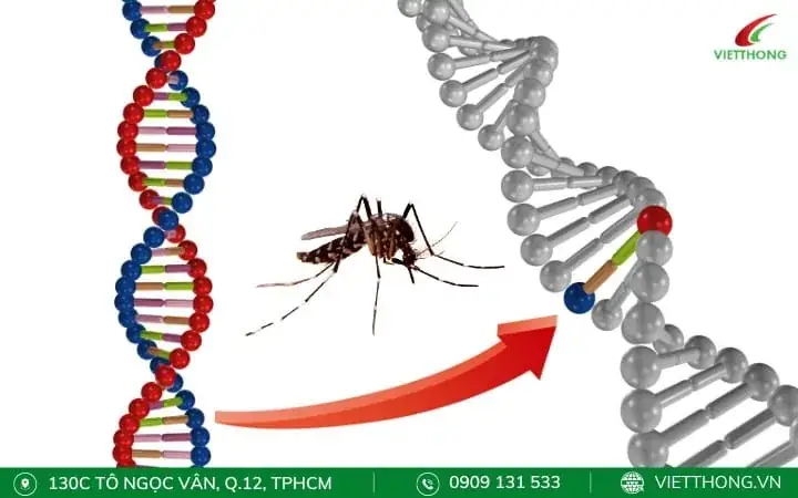 Sử Dụng Muỗi Biến Đổi Gen Sử Dụng Muỗi Biến Đổi Gen