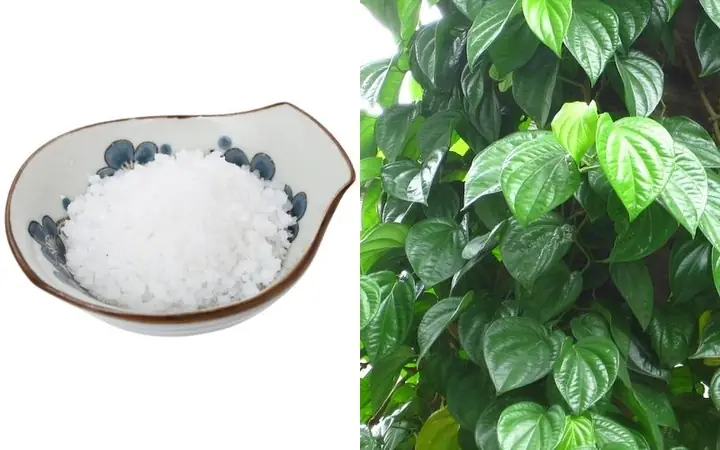 Cách 4: Hơ Mặt Với Lá Trầu Và Muối Trắng
