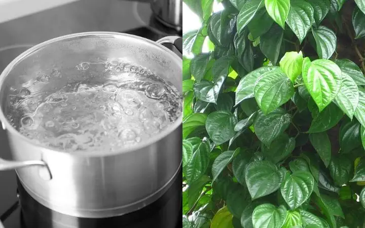 Cách 2: Lá Trầu Kết Hợp Với Nước Nóng