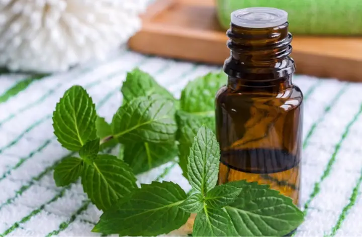 Cách Làm Tinh Dầu Bạc Hà Đơn Giản Tại Nhà Cách Làm Tinh Dầu Bạc Hà Đơn Giản Tại Nhà