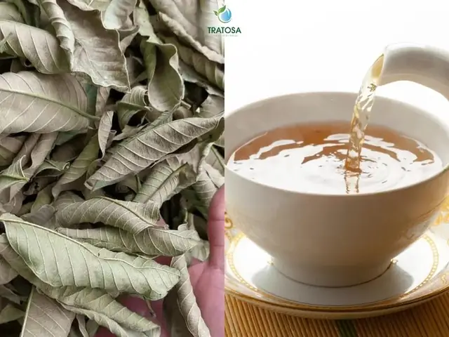 Hướng Dẫn Cách Làm Trà Lá Ổi Khô