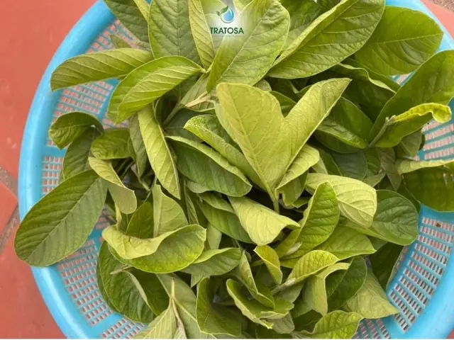 Hướng Dẫn Cách Làm Trà Búp Ổi Tươi