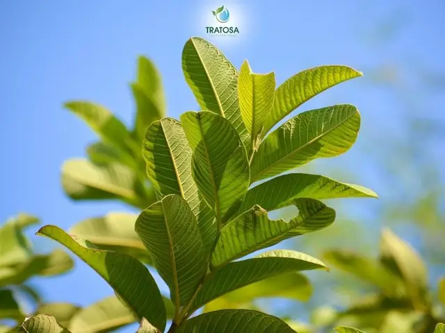 Những Tác Dụng Của Trà Lá Ổi Đối Với Sức Khỏe Con Người