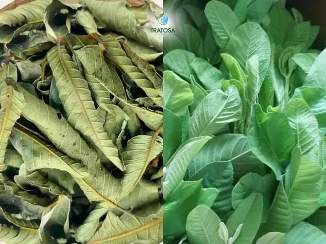 So Sánh Cách Làm Trà Lá Ổi Khô Và Cách Làm Trà Lá Ổi Tươi