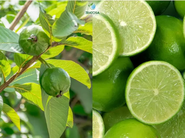 Cách Pha Trà Búp Ổi Với Gừng Hoặc Chanh