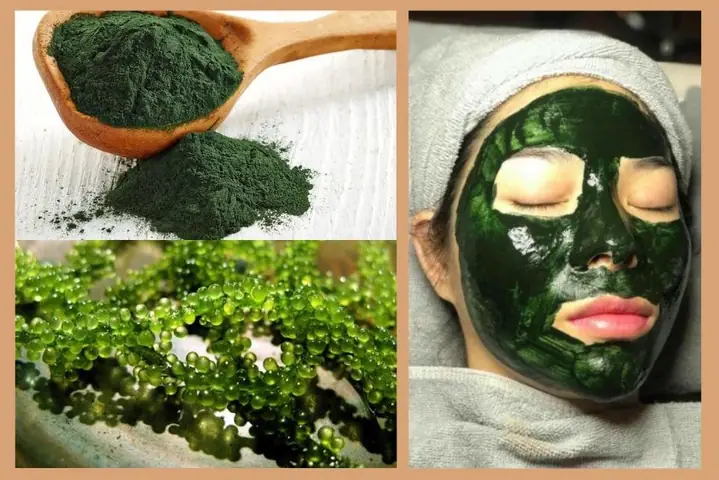 1cách Làm Mặt Nạ Tảo Xoắn Trị Nám Đơn Giản