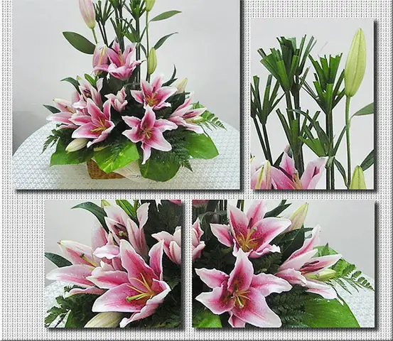 Bạn Nên Xem Thêm: