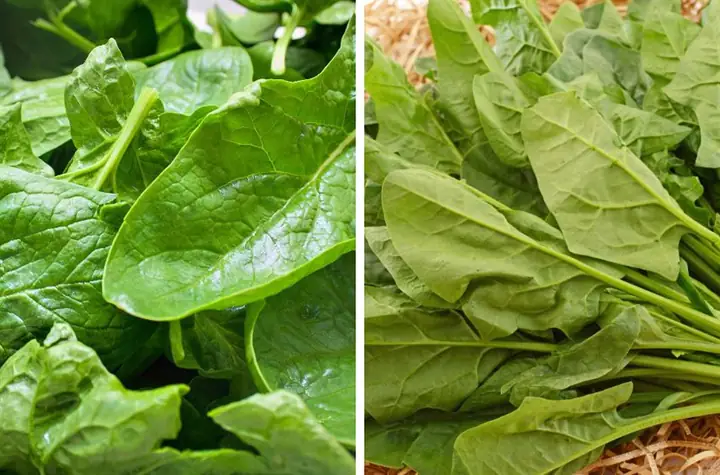 3cách Chọn Cải Bó Xôi Ngon