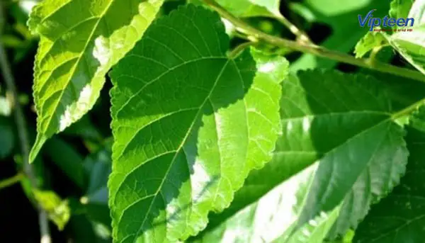 Lá Dâu Là Một Trong Những Cách Chữa Mồ Hôi Trộm Theo Cách Dân Gian Hiệu Quả Lá Dâu Là Một Trong Những Cách Chữa Mồ Hôi Trộm Theo Cách Dân Gian Hiệu Quả